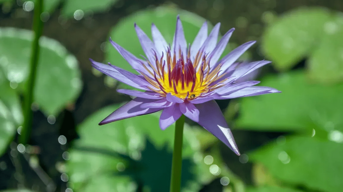 Blue Lotus Gummy