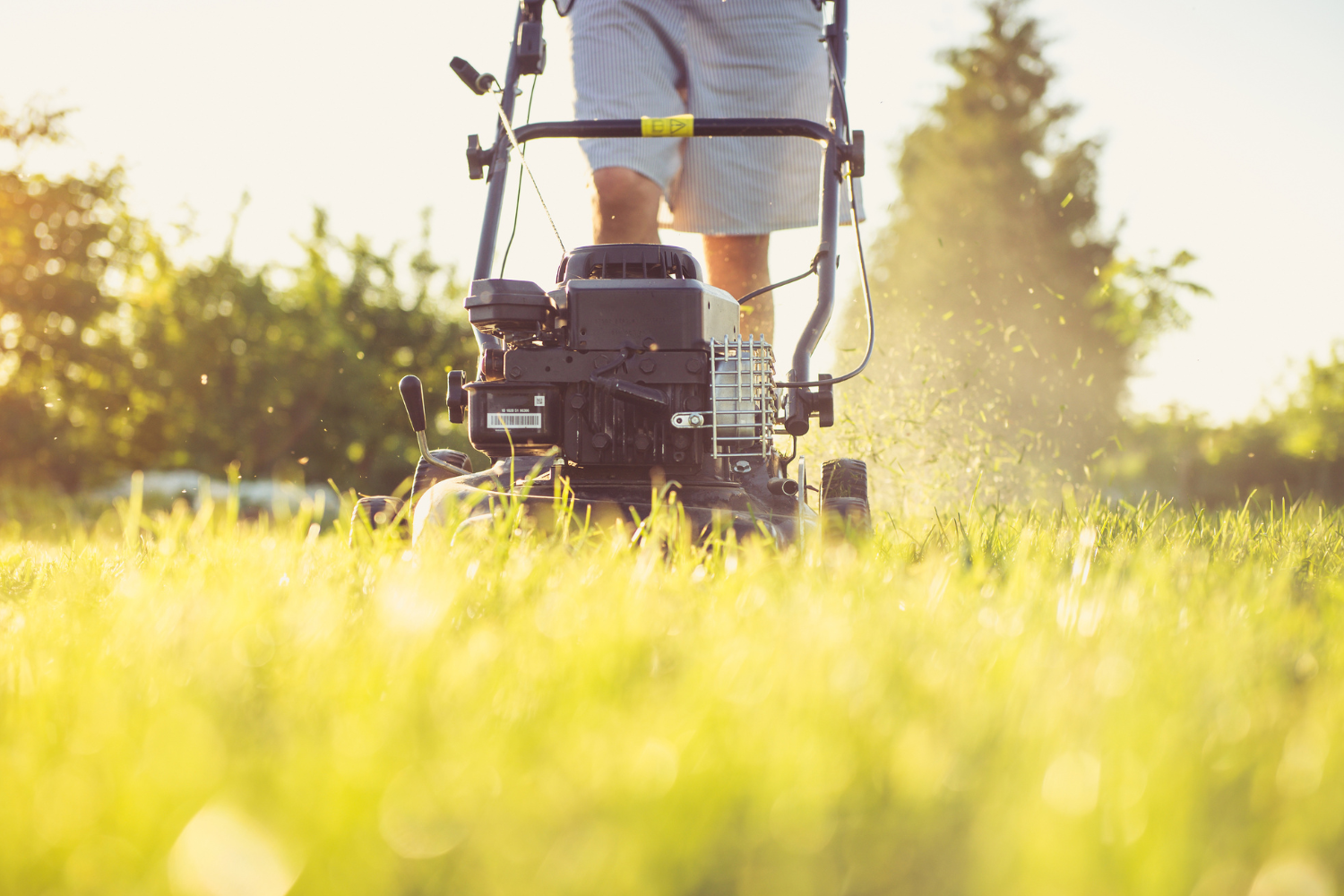 Why Professional Weed Control Is the Key to a Healthy, Uniform Lawn