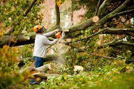 Professional Tree Removal Services Ensuring Safe Clearing For Overgrown Residential Properties