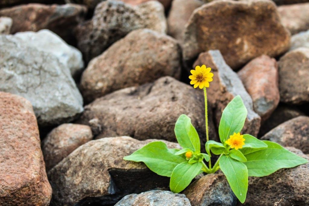 flower blooming amongst rocks